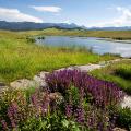 ted turner montana purple flower and lake