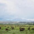 ted turner many bison landscape