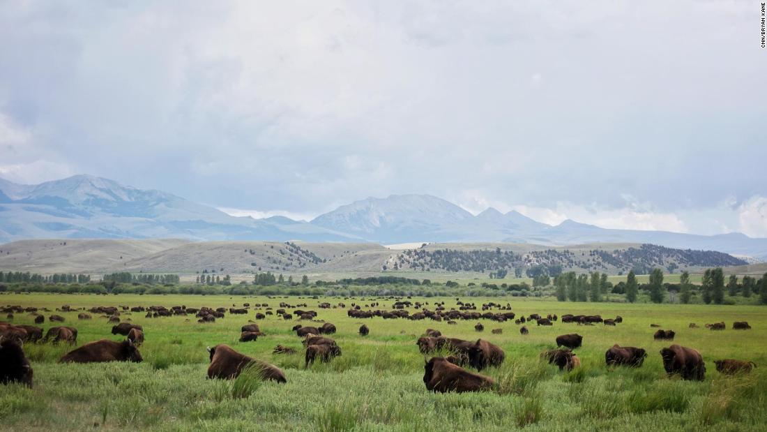 More than 50,000 bison now roam the Turner ranches. It&#39;s thought to be the biggest private herd in the world.
