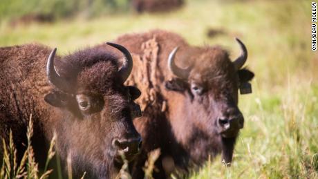 Why Ted Turner is bringing back bison