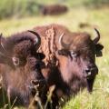 ted turner two bison close
