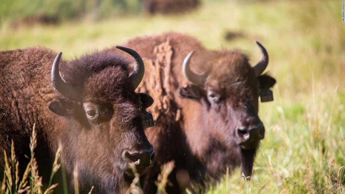 Each ranch is a refuge for native species, especially his beloved bison. Turner says that aged 10, he read about how the North American bison had come close to extinction. &quot;I decided then that I would do what I could to help bring the bison back and preserve them,&quot; he said.&lt;br /&gt;