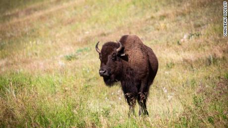 Bison on Turner&#39;s Flying D ranch.