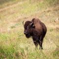 ted turner bison close