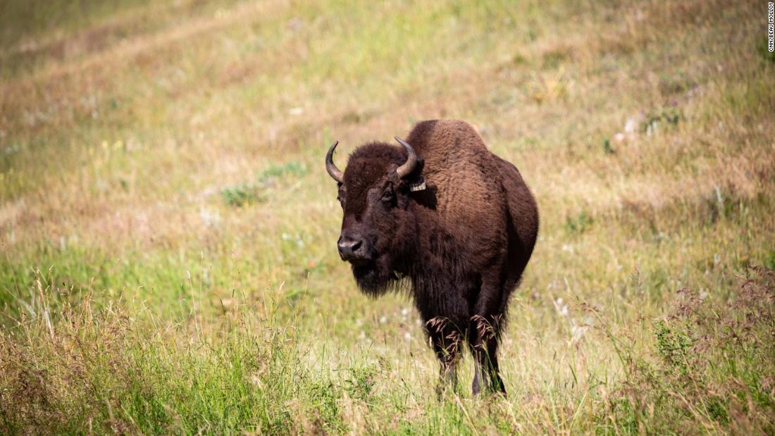 At the start of the 20th century, only 1,000 bison remained in the United States -- even fewer by some counts. The species has made a remarkable recovery and there are now up to 500,000 bison in the US, mostly in private herds.