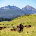 ted turner bison close mountains