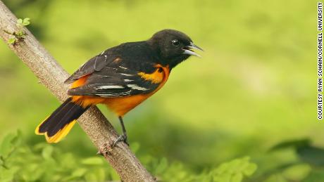 The Baltimore Oriole.