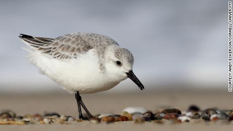 A sanderling shorebird.