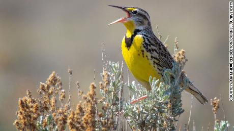 A meadowlark.