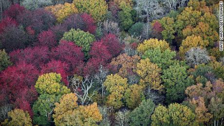 Leaves on trees can be seen changing color in Gloucestershire, England.