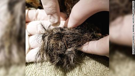 Four baby squirrels were found with their tails braided together. Vets ...