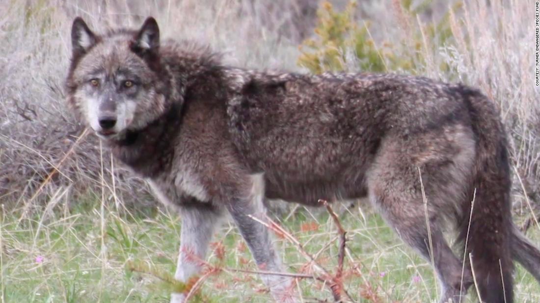 One of North America&#39;s largest Gray Wolf packs lives on Turner&#39;s Flying D ranch, in Montana.