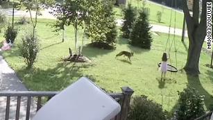 Video Captures 5-year-old Girl's Very Close Call With A Wild Coyote ...