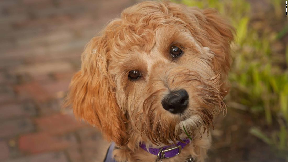 wally conron labradoodle