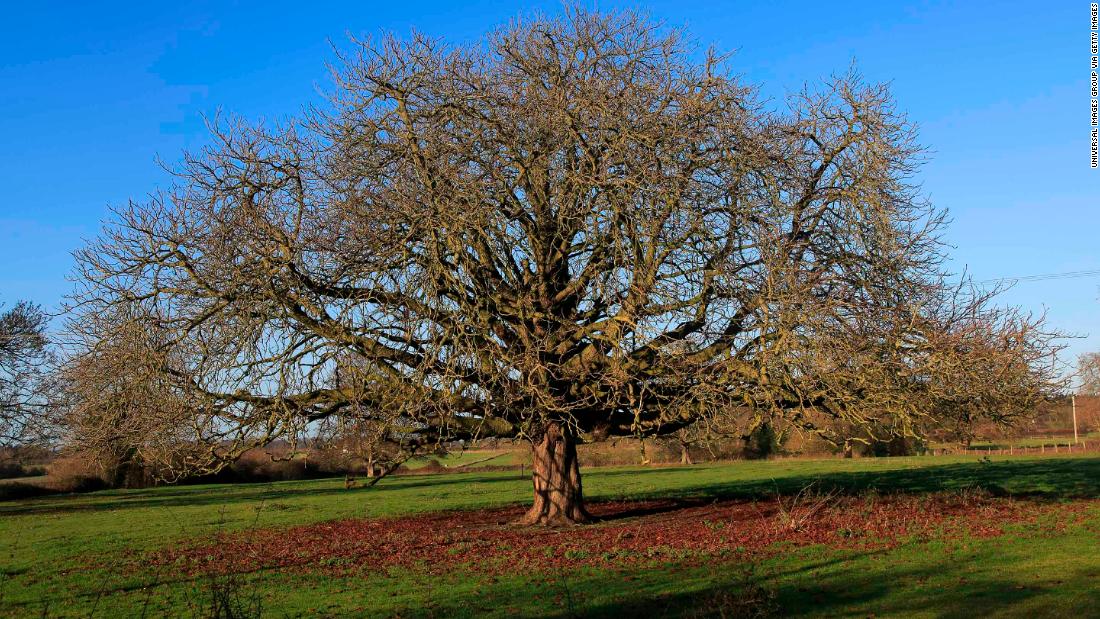 The horse chestnut tree, Aesculus hippocastanum, is one of Europe's threatened species.