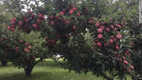 Thieves steal 50,000 apples from an Indiana orchard