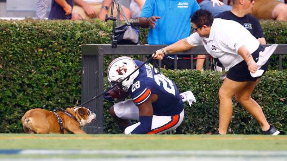 Bully, Mississippi State's Bulldog Mascot, Was Hit By A Football Player ...