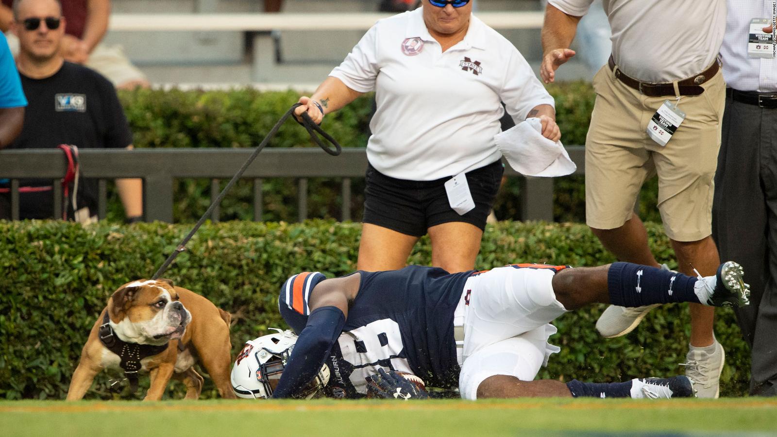 Bully, Mississippi State's Bulldog Mascot, Was Hit By A Football Player ...