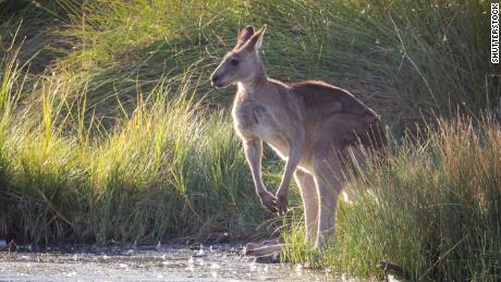 Kangaroos have come to be seen as pests that must be controlled.