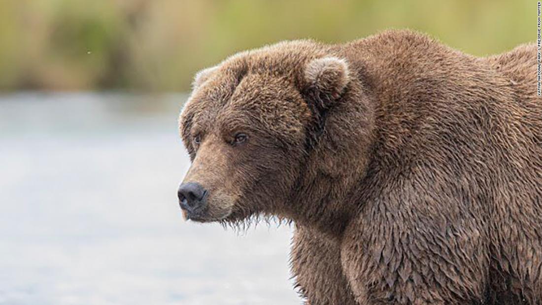 Fat Bear Week is finally here, and we're ready to cast our vote for the