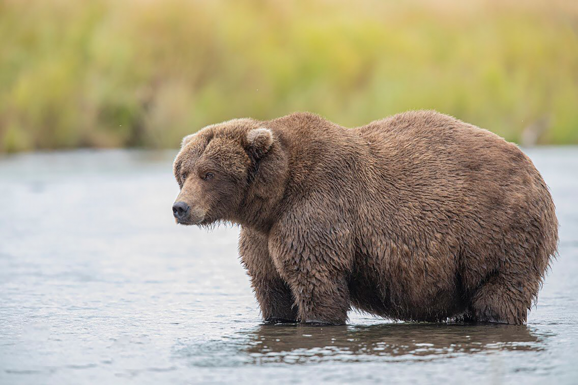 Seems to bear. Кадьяк (медведь). Аляска медведи. Бурый медведь на Аляске.