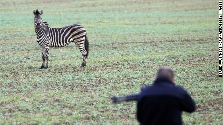 A zebra on a meadow as a man with a tranquilizer gun tries to approach it on October 2, 2019 near the German town of Thelkow.