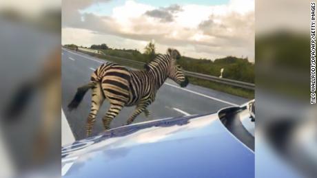 A runaway circus zebra next to a police car on a highway on October 2, 2019 near the town of Tessin, Germany.