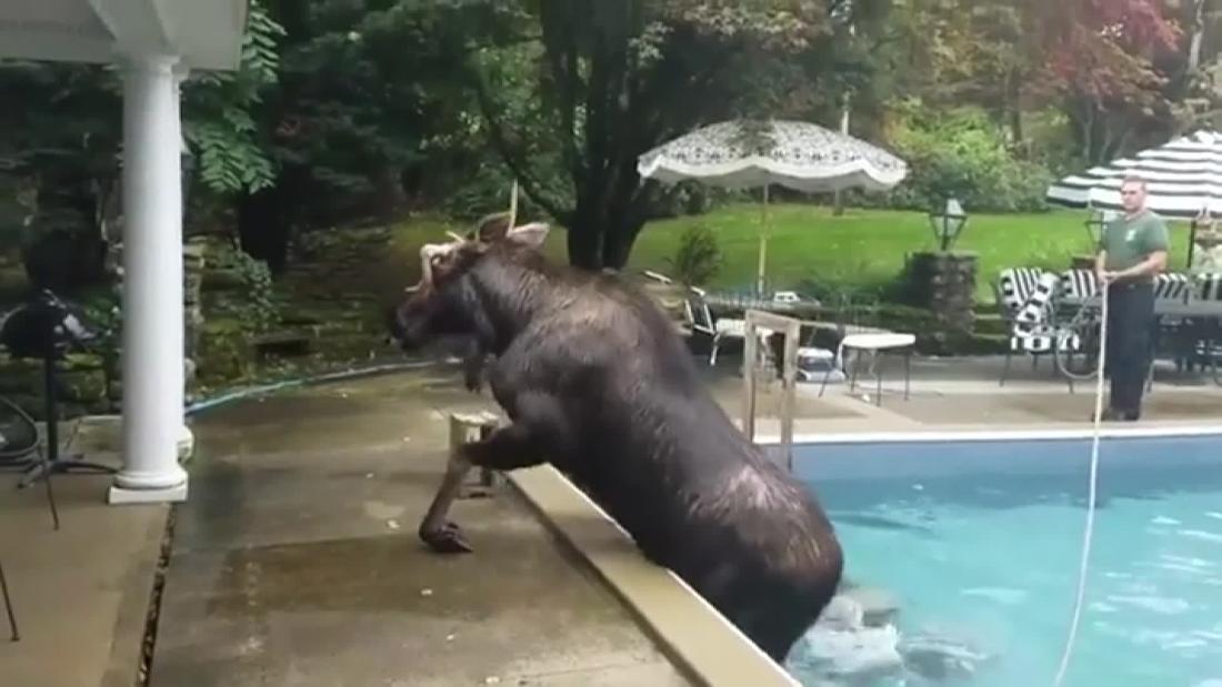 See How Officials Coaxed A Moose Out Of A Swimming Pool In New