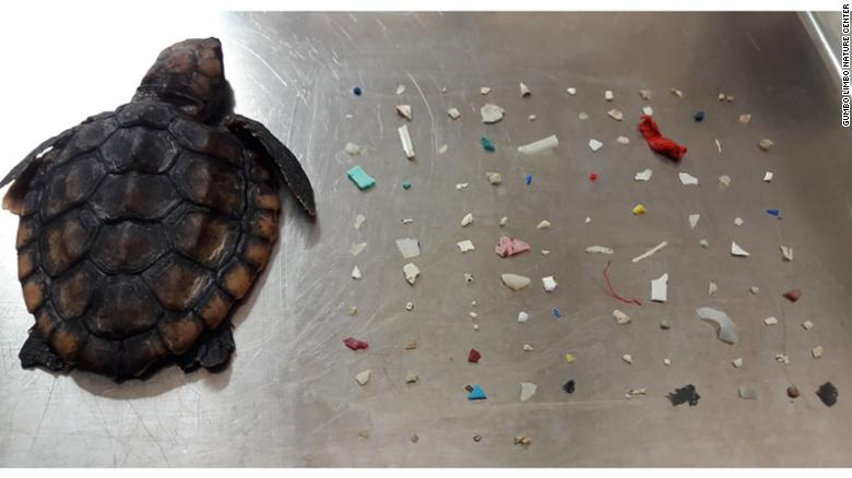 A baby turtle was found with 104 pieces of plastic in its belly 