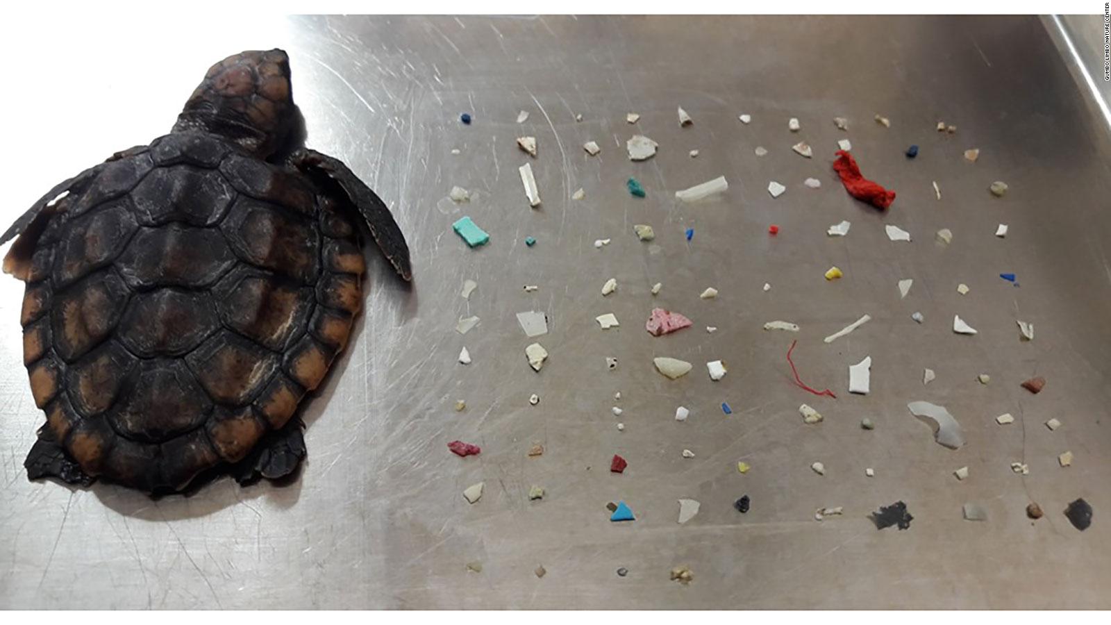 A baby turtle was found with 104 pieces of plastic in its belly - CNN