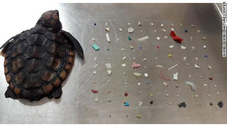 A baby turtle was found with 104 pieces of plastic in its belly 