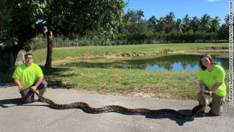 A massive 98-pound Burmese python was captured in Florida