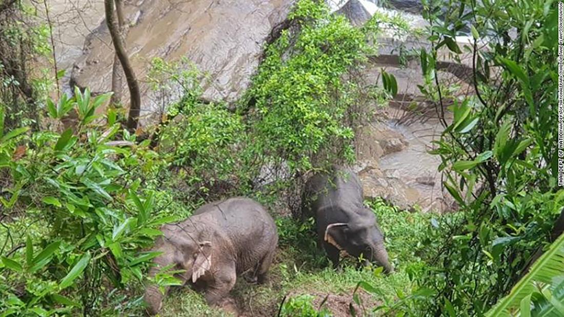 Five more dead elephants were discovered at the base of a waterfall in Khao Yai National Park, raising the total dead to 11, officials said. Two were rescued and reunited with their herd. 