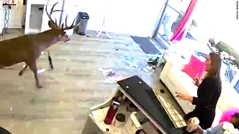 Salon Customers Freak Out As A Deer Busts Through The Window