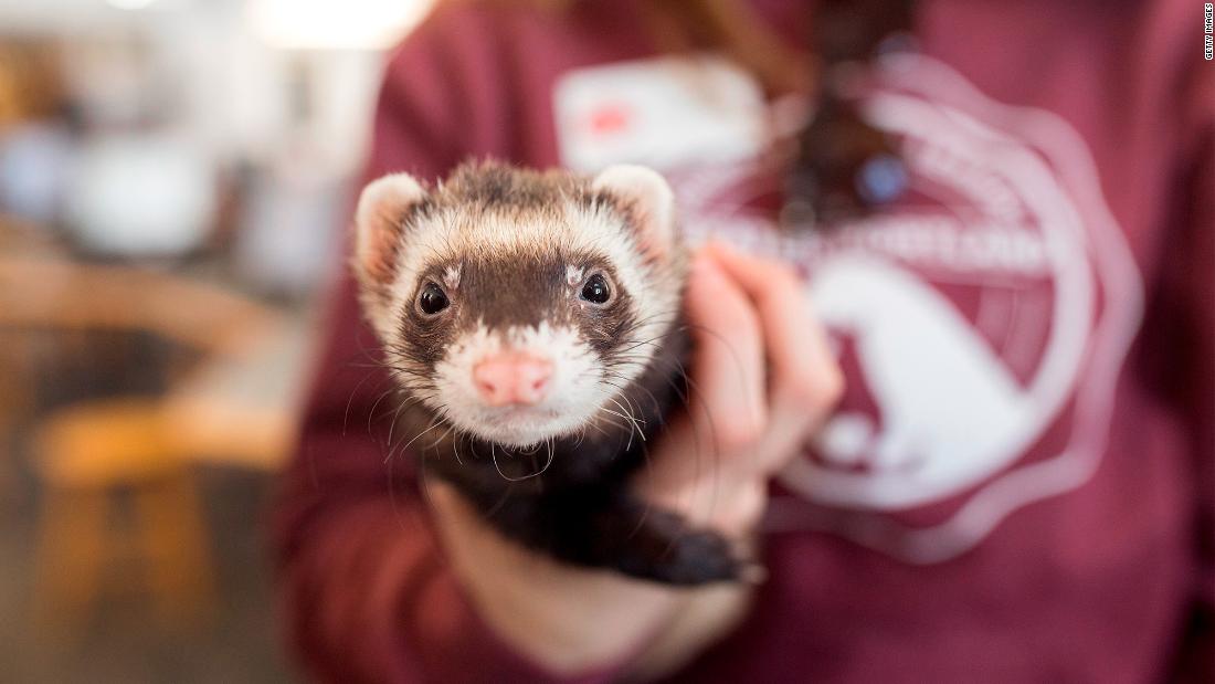 Reducing anxiety is a key benefit of therapy animals. Slinky the ferret came to University of New England&#39;s Portland campus with other small furry creatures to help relieve the stress of midterm exams for students.