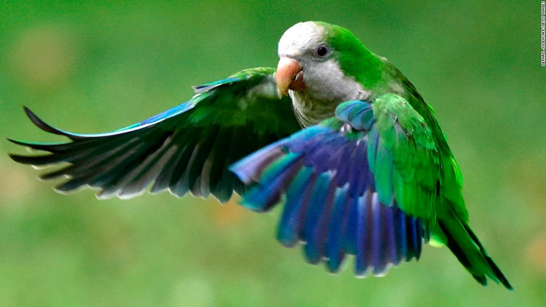 Madrid plans 'ethical cull' of city's parakeets | CNN