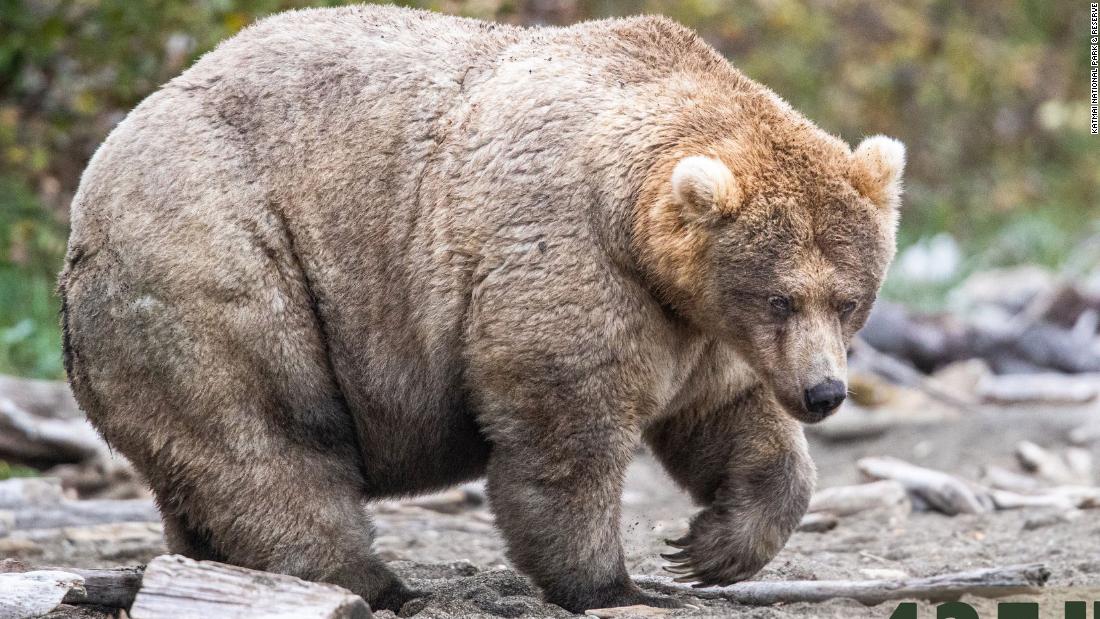 The holiday everyone needs right now is upon us: Fat Bear Week - CNN