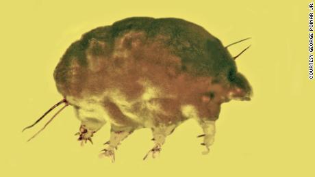 Move over, water bears, and make way for ancient &#39;mold pigs&#39;