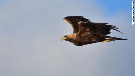 Golden eagles are among the 389 types of bird that may not be able to survive in North America, the report says.