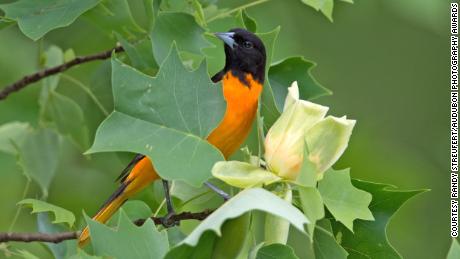 The Baltimore Oriole is one of the species of birds that could be severely hit  by all the impacts of climate change.