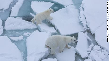 &#39;It&#39;s all quite devastating&#39;: Documenting the rapid loss of Arctic sea ice