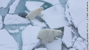 'It's all quite devastating': Documenting the rapid loss of Arctic sea ice