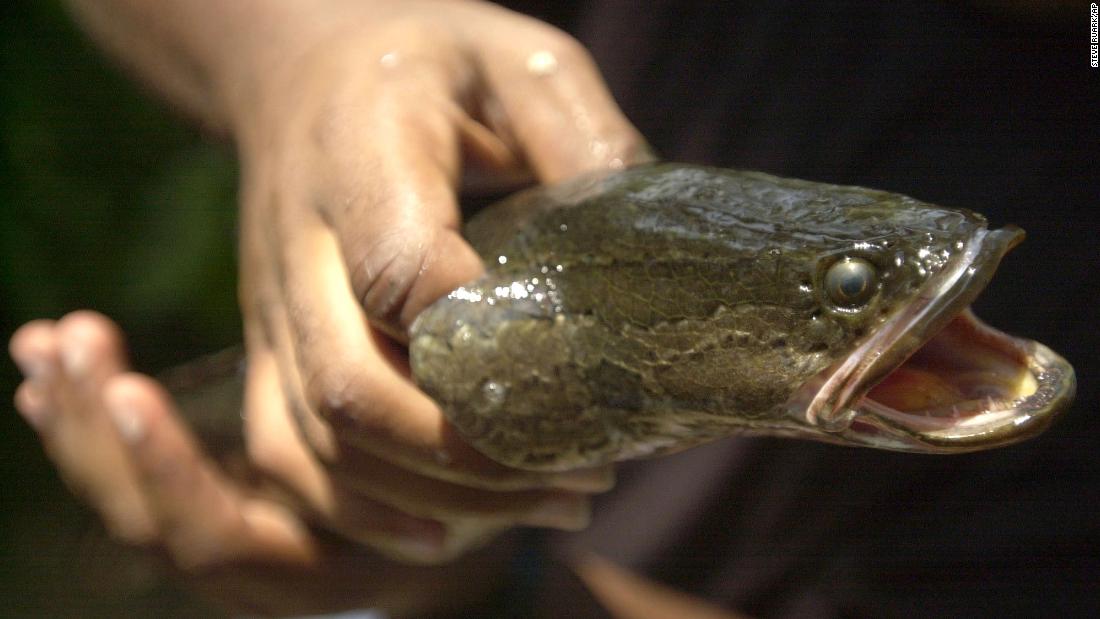 A snakehead fish that survives on land was discovered in Georgia. Officials want it dead - CNN