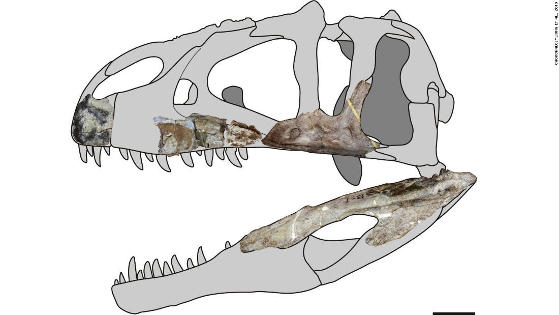 New species of predatory dinosaur found in Thailand