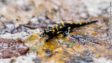 A new study has found that humans have a &quot;salamander-like&quot; ability to regrow damaged cartilage. 