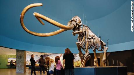 Visitors take in the prehistoric spectacle at the La Brea museum.