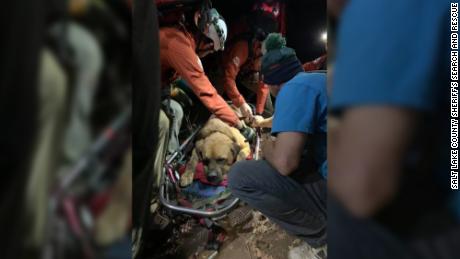 A massive mastiff had to be rescued after getting exhausted on a mountain hike