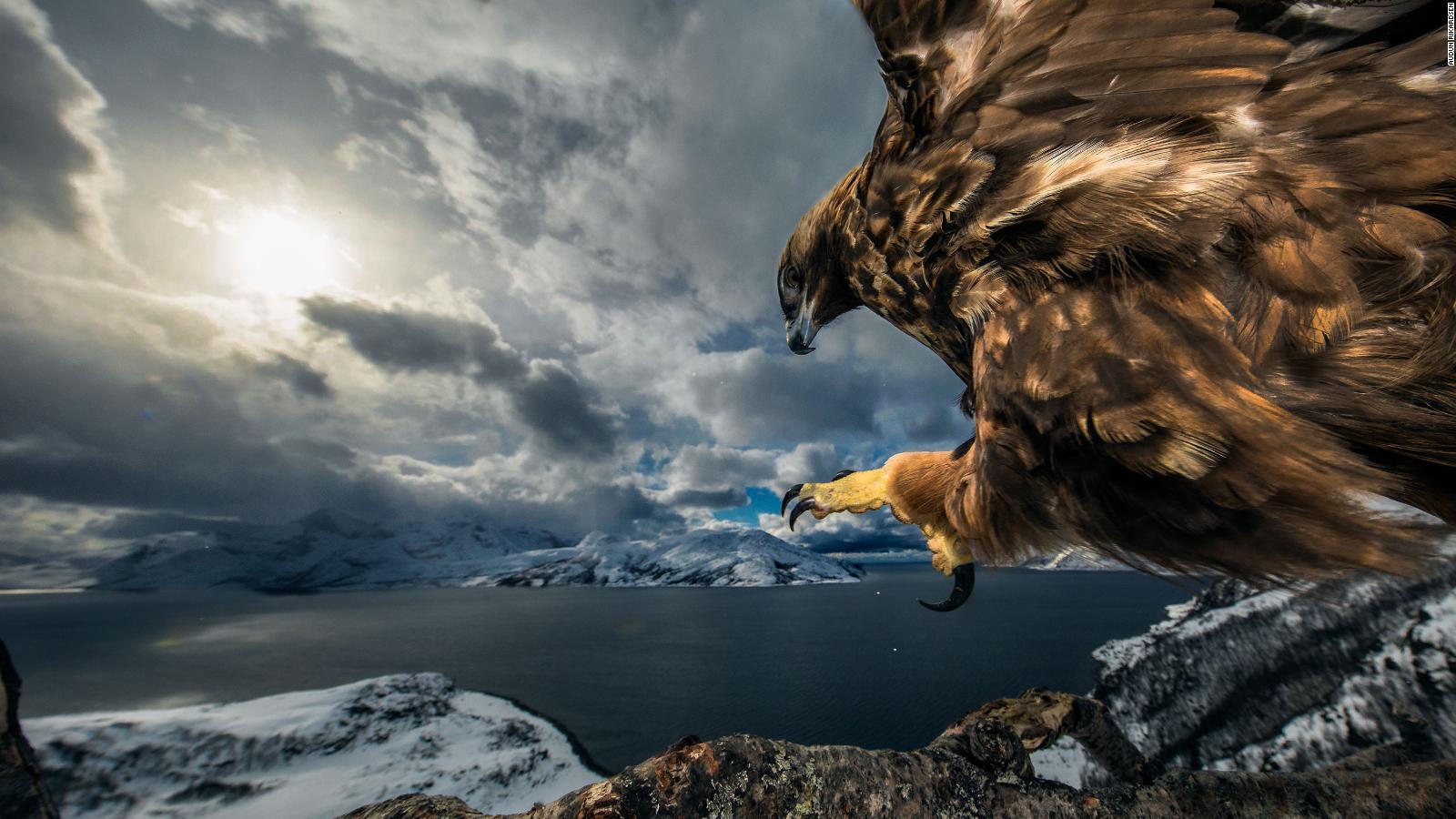 Wildlife Photographer Of The Year Winners Showcase Stunning