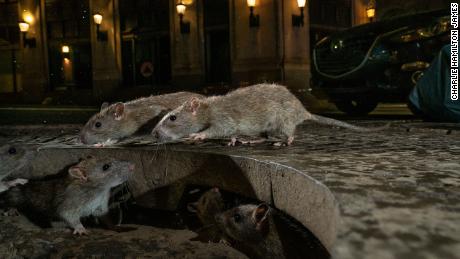 Dengan tutupnya restoran, tikus menjadi agresif, kata CDC