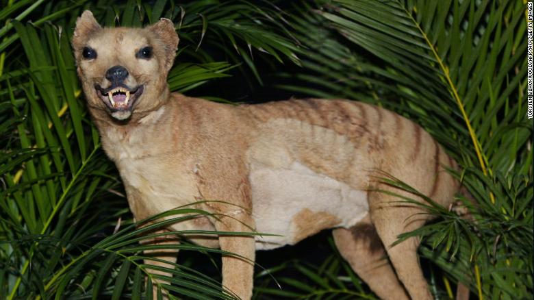 A Tasmanian tiger, which was declared extinct in 1936, displayed at the Australian Museum in 2002.